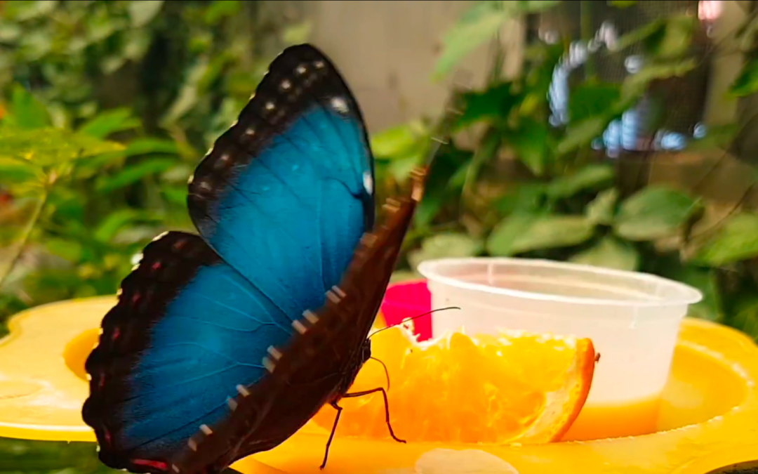 mariposario del drago enrico coppola mojoma tenerife farfalle