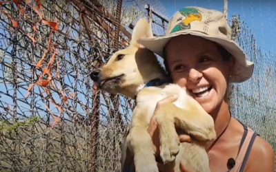 Un rifugio per animali e uno smartphone per il fundraising